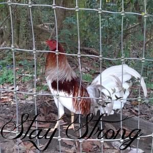 Meet your Posher, Trent